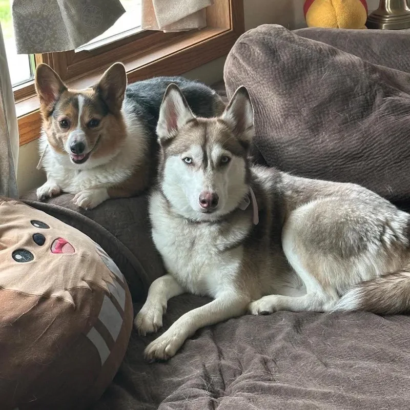 An adult medium-sized female White / Cream Husky dog named Ohanna for adoption in Brainerd, MN