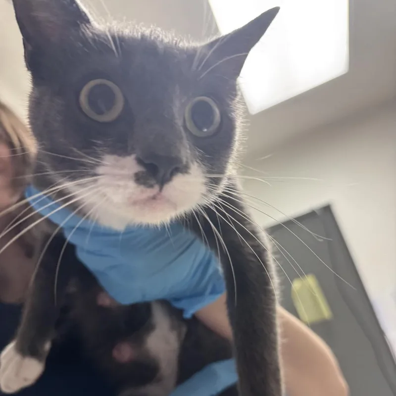 A young medium-sized female Gray / Blue / Silver Domestic Medium Hair cat named Claudia for adoption in Charleston, WV
