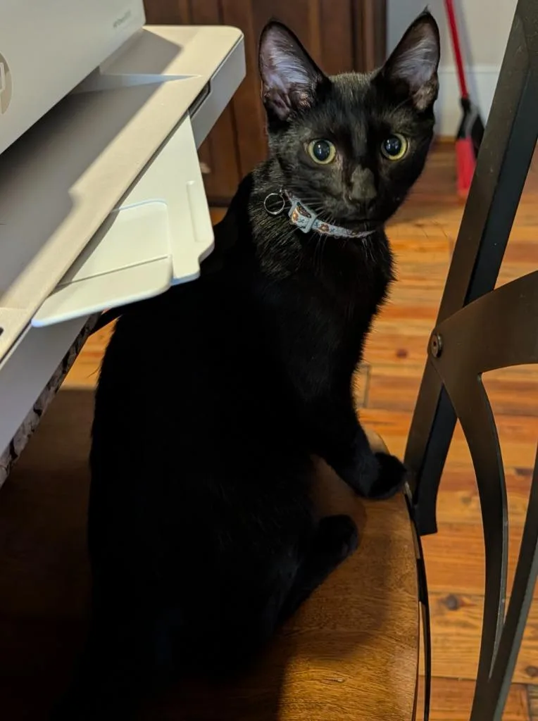 A baby medium-sized male Domestic Short Hair cat named Silas for adoption in Grovetown, GA