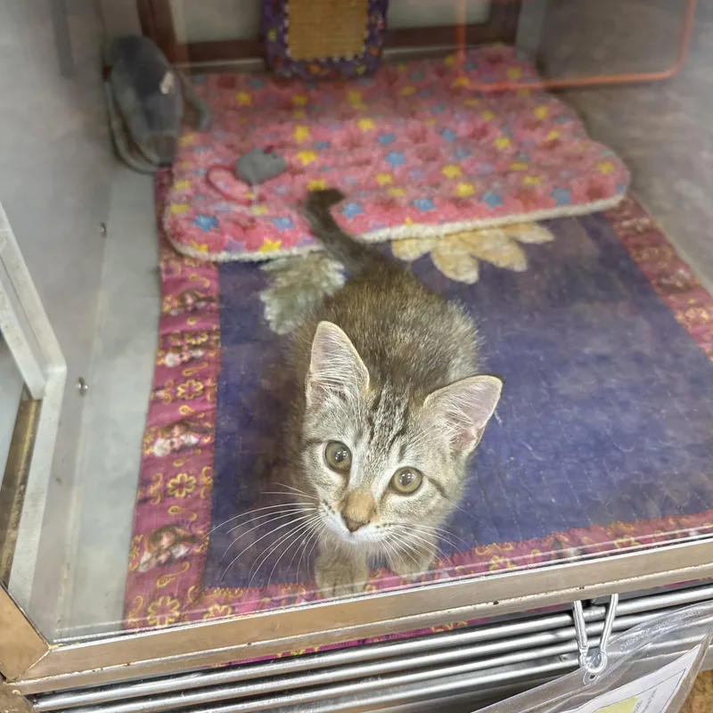 A baby medium-sized female Buff / Tan / Fawn Domestic Short Hair cat named Zulmi for adoption in Miami Beach, FL