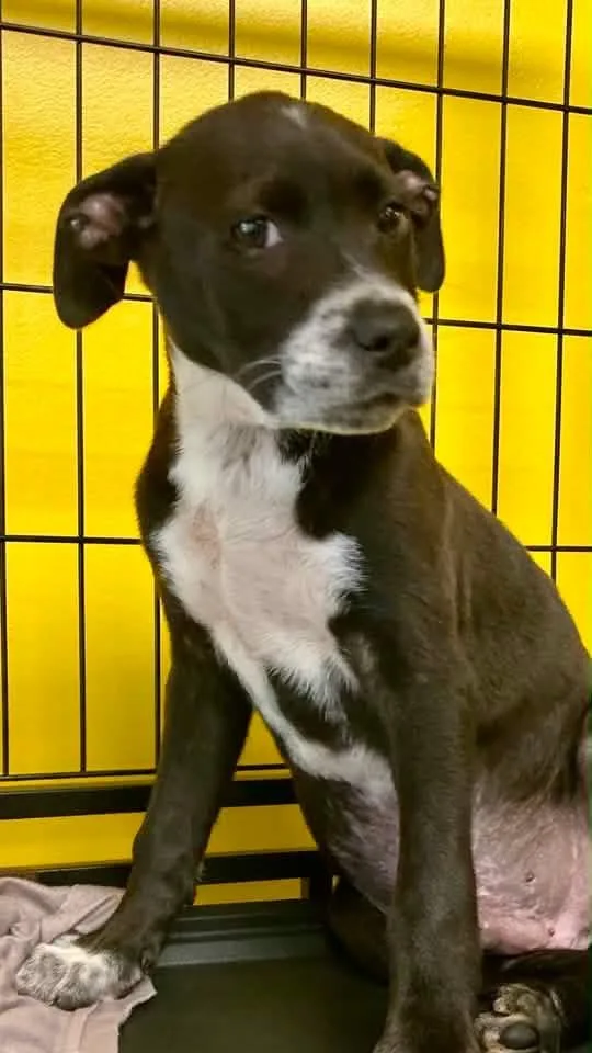 A young medium-sized male Black Labrador Retriever dog named Sam for adoption in Pensacola, FL