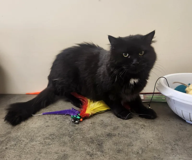 A young medium-sized male Black Domestic Long Hair cat named Denver for adoption in Clayton, NJ
