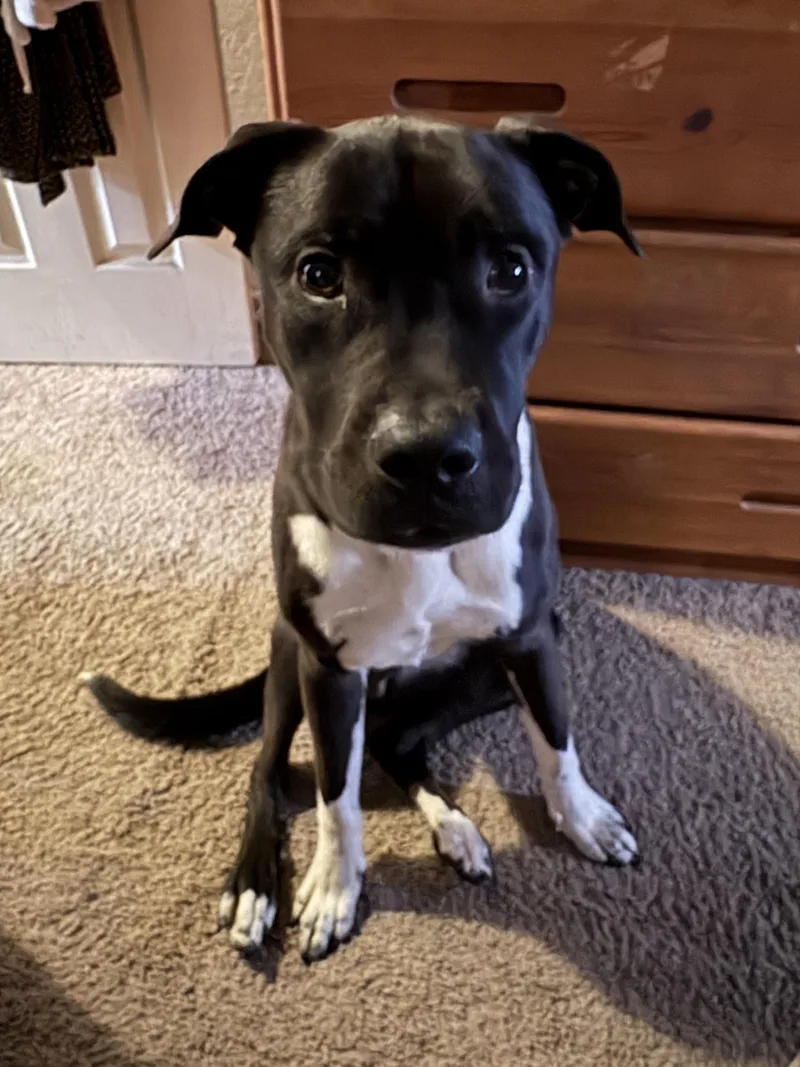 Harley