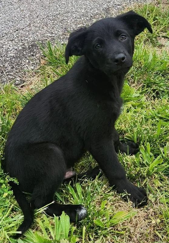 A baby large-sized male German Shepherd Dog dog named Coal for adoption in House Springs, MO