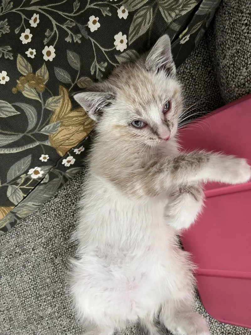 A baby small-sized male Tabby (Gray / Blue / Silver) Domestic Short Hair cat named Snowbound for adoption in Fruit Heights, UT