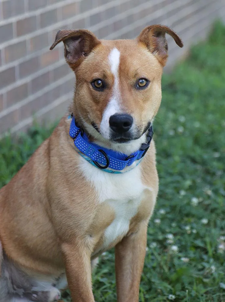 A young medium-sized male Yellow / Tan / Blond / Fawn Australian Cattle Dog / Blue Heeler dog named Boomer for adoption in Kansas City, KS