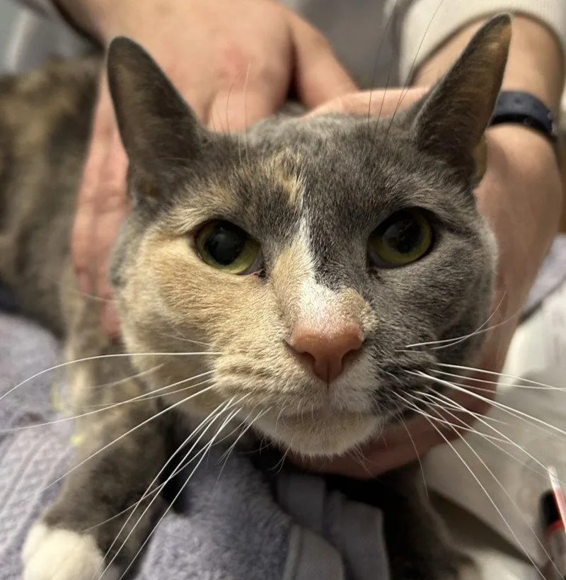 A young medium-sized female Domestic Short Hair cat named Luna for adoption in New Castle, DE