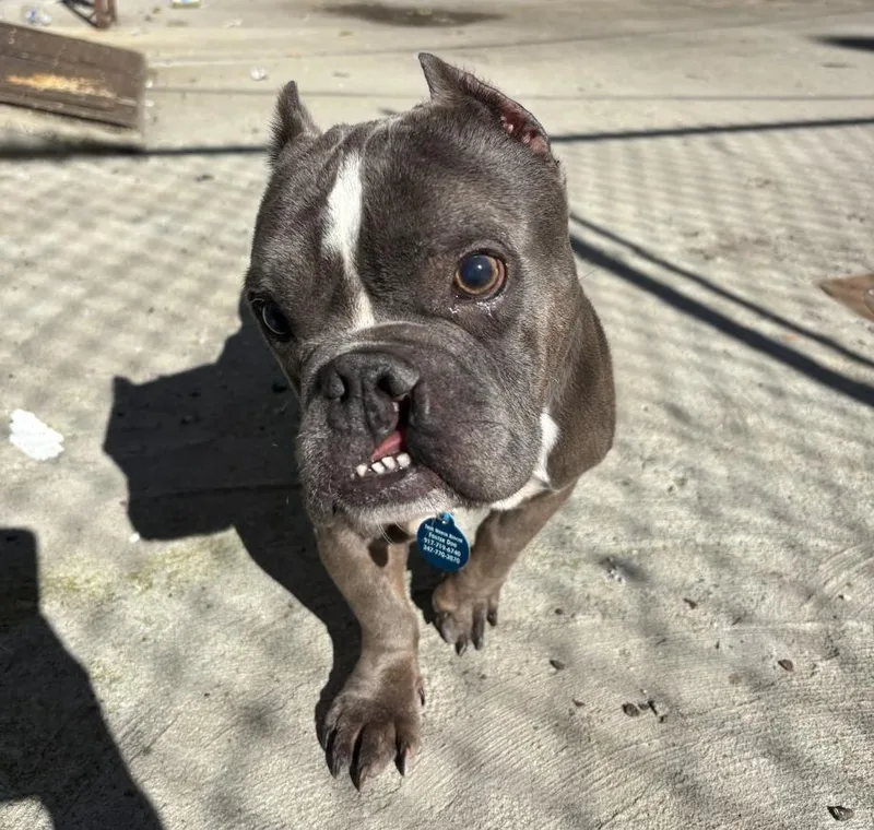 An adult medium-sized female French Bulldog dog named Nefertiti for adoption in Brooklyn, NY