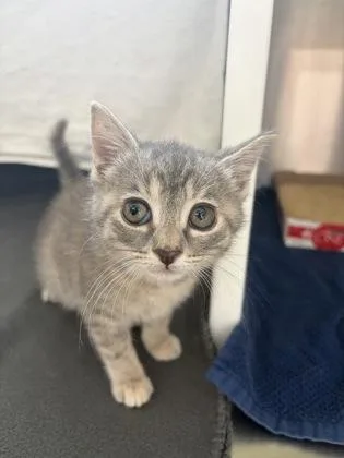 A baby small-sized female Domestic Short Hair cat named Worm for adoption in Westland, MI