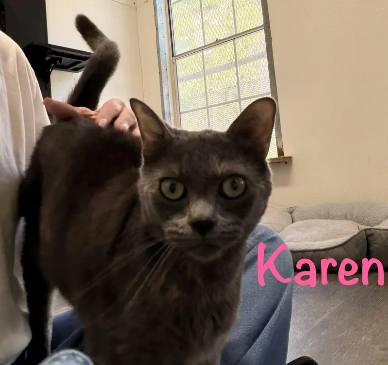 An adult medium-sized female Domestic Short Hair cat named Karen for adoption in Crescent City, CA