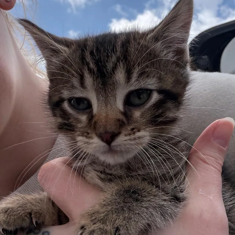 A baby small-sized female Black Domestic Medium Hair cat named Grace for adoption in Marshall, TX
