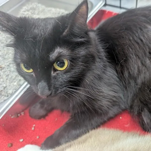 Shadow  Bonded Buddy