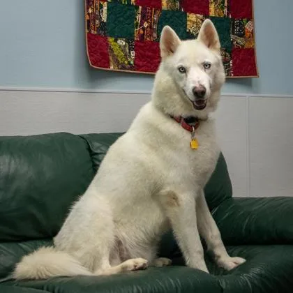 An adult large-sized male White / Cream Siberian Husky dog named Sephiroth for adoption in La Grange, TX