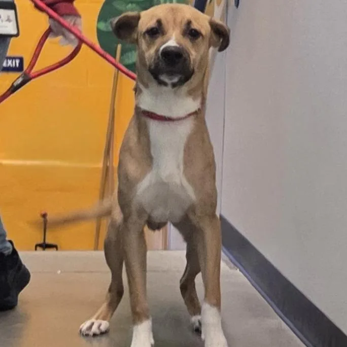 An adult medium-sized male Retriever dog named Wilbur for adoption in Voorhees, NJ