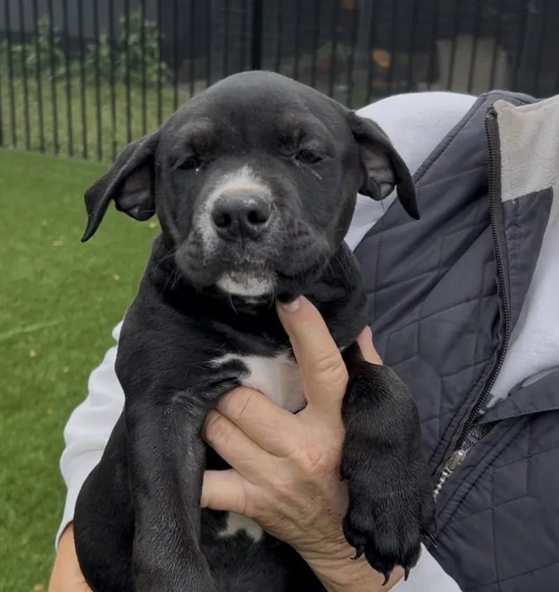 A baby medium-sized female Black Pit Bull Terrier dog named Mayella for adoption in Woodland, CA