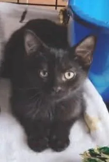 A baby medium-sized male Domestic Short Hair cat named Sawyer for adoption in Muskegon, MI