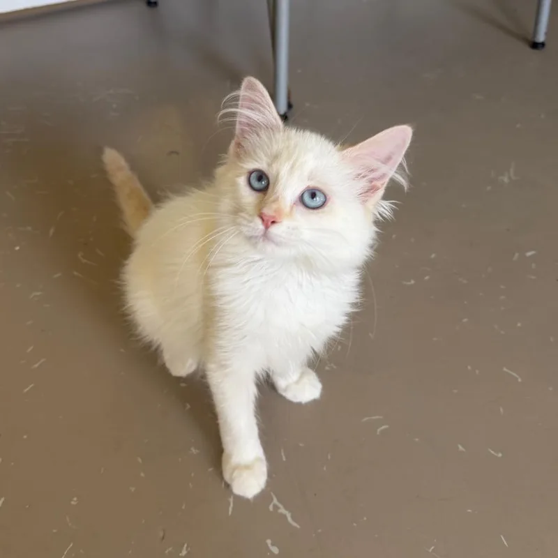 A baby small-sized male White Domestic Long Hair cat named Murray for adoption in Pittsford, VT