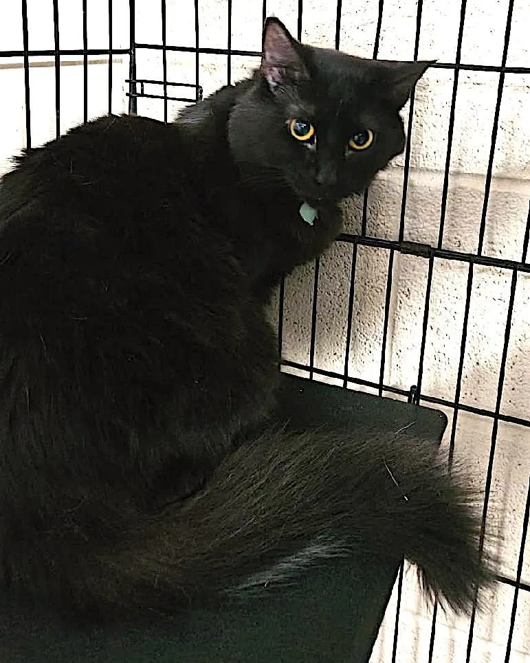 An adult large-sized female Black Domestic Medium Hair cat named Cinder for adoption in Albemarle, NC