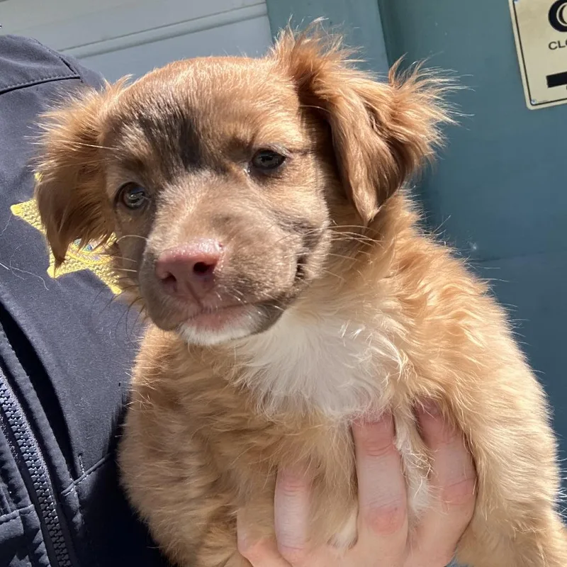 A baby small-sized female Red / Chestnut / Orange Golden Retriever dog named Elle for adoption in Long Beach, CA