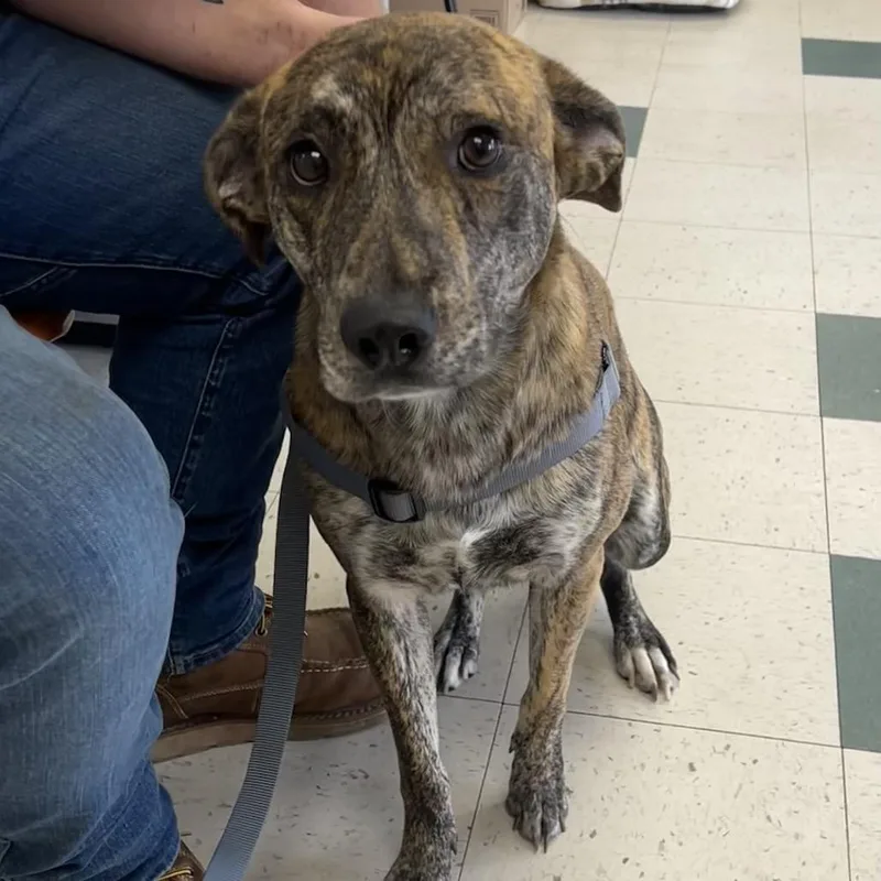 An adult medium-sized male Brindle Plott Hound dog named Leo for adoption in Birmingham, AL