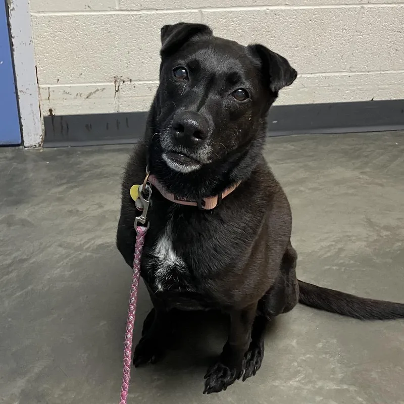 A senior medium-sized female Black Mixed Breed dog named Tina for adoption in DeKalb, IL