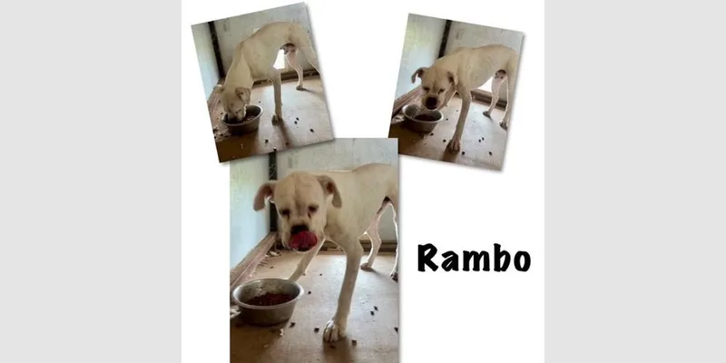 An adult medium-sized male White / Cream Boxer dog named Rambo Ii for adoption in Hewitt, TX