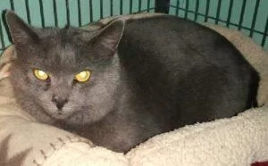An adult large-sized male Russian Blue cat named Smokey for adoption in Caribou, ME