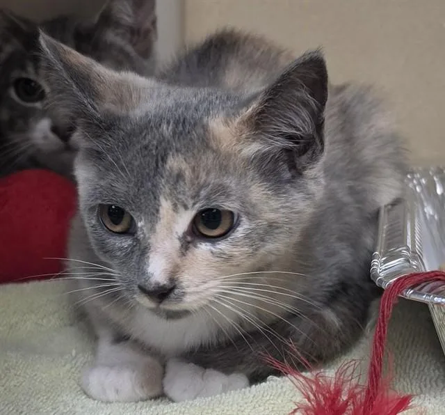 A baby small-sized female Domestic Short Hair cat named July for adoption in Lincolnton, NC