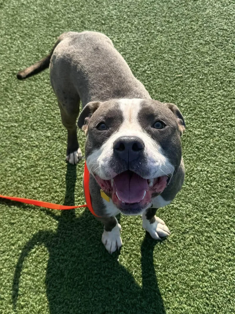 A baby medium-sized male Gray / Blue / Silver Pit Bull Terrier dog named Ricky Bobby for adoption in Cleveland, OH
