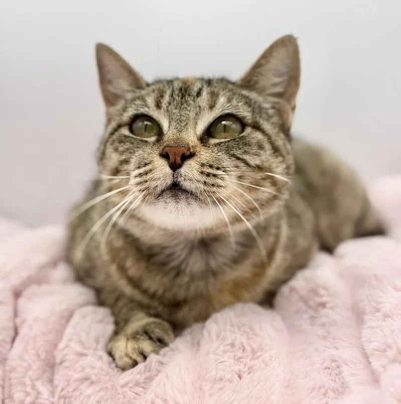 A young medium-sized female Tabby (Buff / Tan / Fawn) Domestic Short Hair cat named Javadi for adoption in Covington, LA