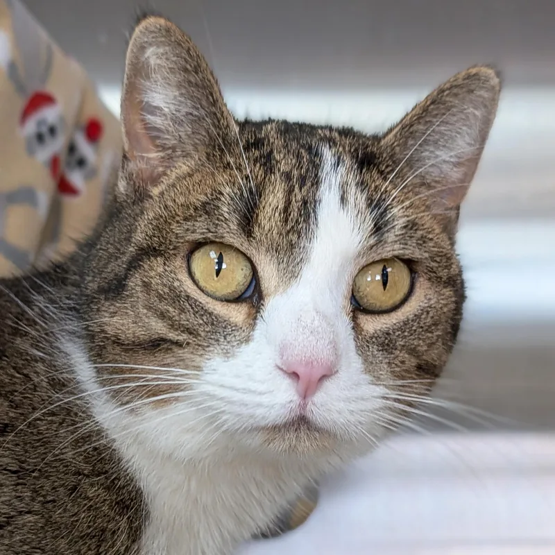 An adult medium-sized female Tabby (Brown / Chocolate) Domestic Short Hair cat named Rhubarb for adoption in Jefferson, WI