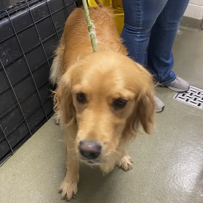 An adult large-sized female Golden Retriever dog named 72238 for adoption in Harrisonburg, VA
