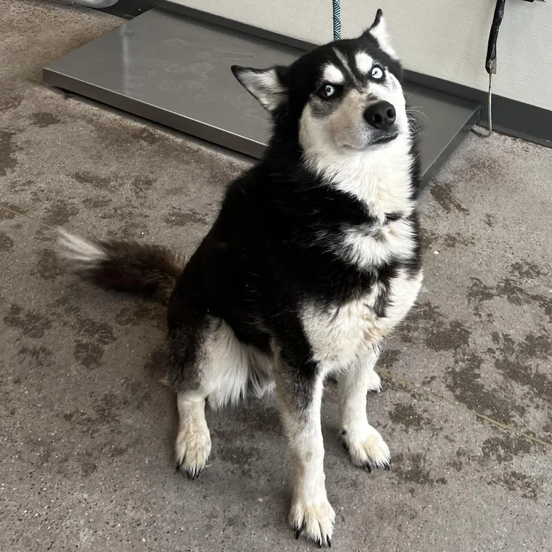 An adult medium-sized male Black Mixed Breed dog named 106706 for adoption in Las Cruces, NM