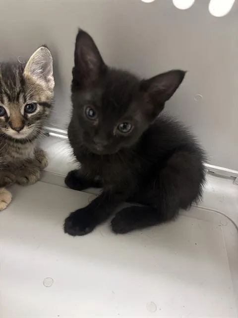 A baby medium-sized female Domestic Short Hair cat named Shadow for adoption in Dallas, TX