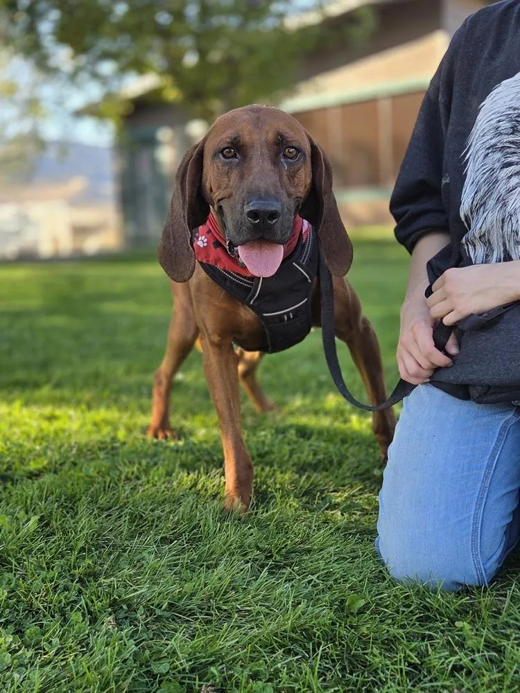 A young large-sized male Redbone Coonhound dog named Benny for adoption in Salmon, ID