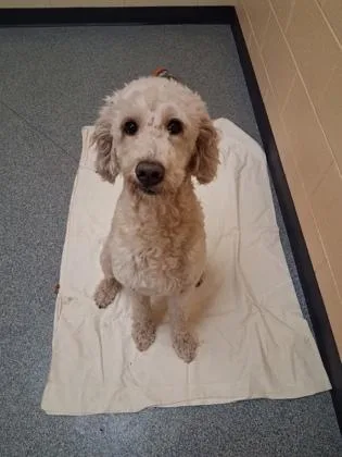 An adult large-sized male Standard Poodle dog named Theo for adoption in Westland, MI