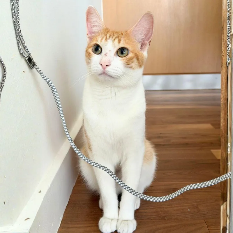 A young medium-sized male Domestic Short Hair cat named Marlboro Red for adoption in Brooklyn, NY