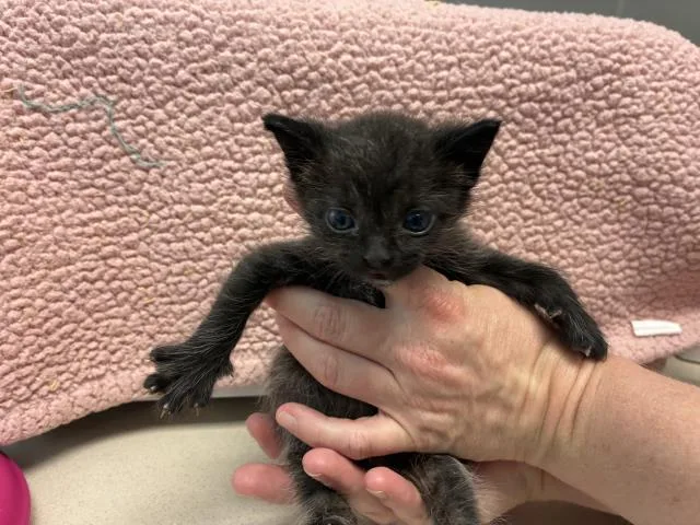 A baby small-sized male Domestic Short Hair cat named Louis for adoption in Pensacola, FL