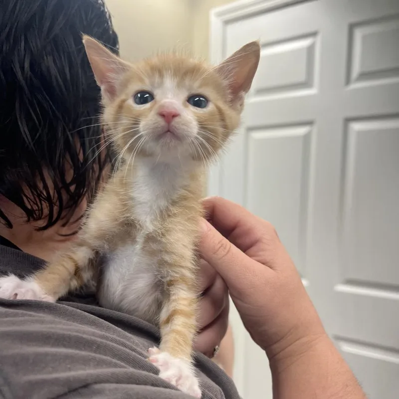 A baby small-sized male Orange / Red Domestic Short Hair cat named Linny for adoption in Lake Panasoffkee, FL