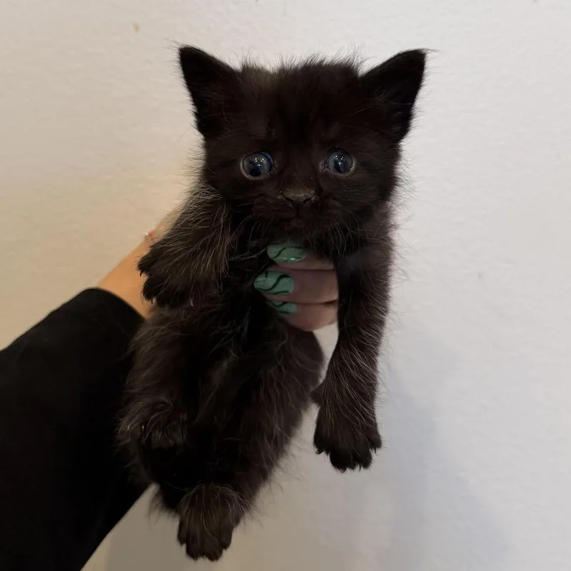 A baby medium-sized female Black Domestic Short Hair cat named Maki for adoption in Chattanooga, TN
