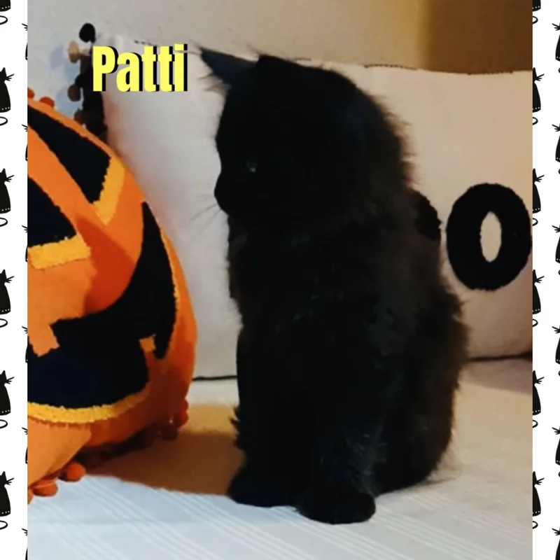 A baby medium-sized female Black Domestic Long Hair cat named Patti for adoption in Red Lodge, MT