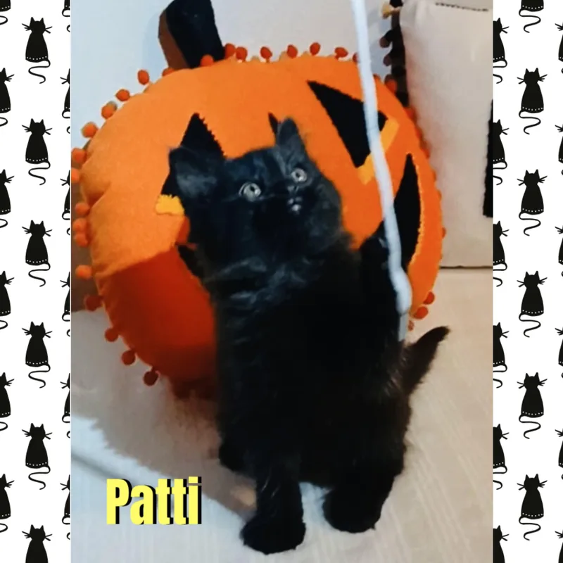 Patti thumbnail 3