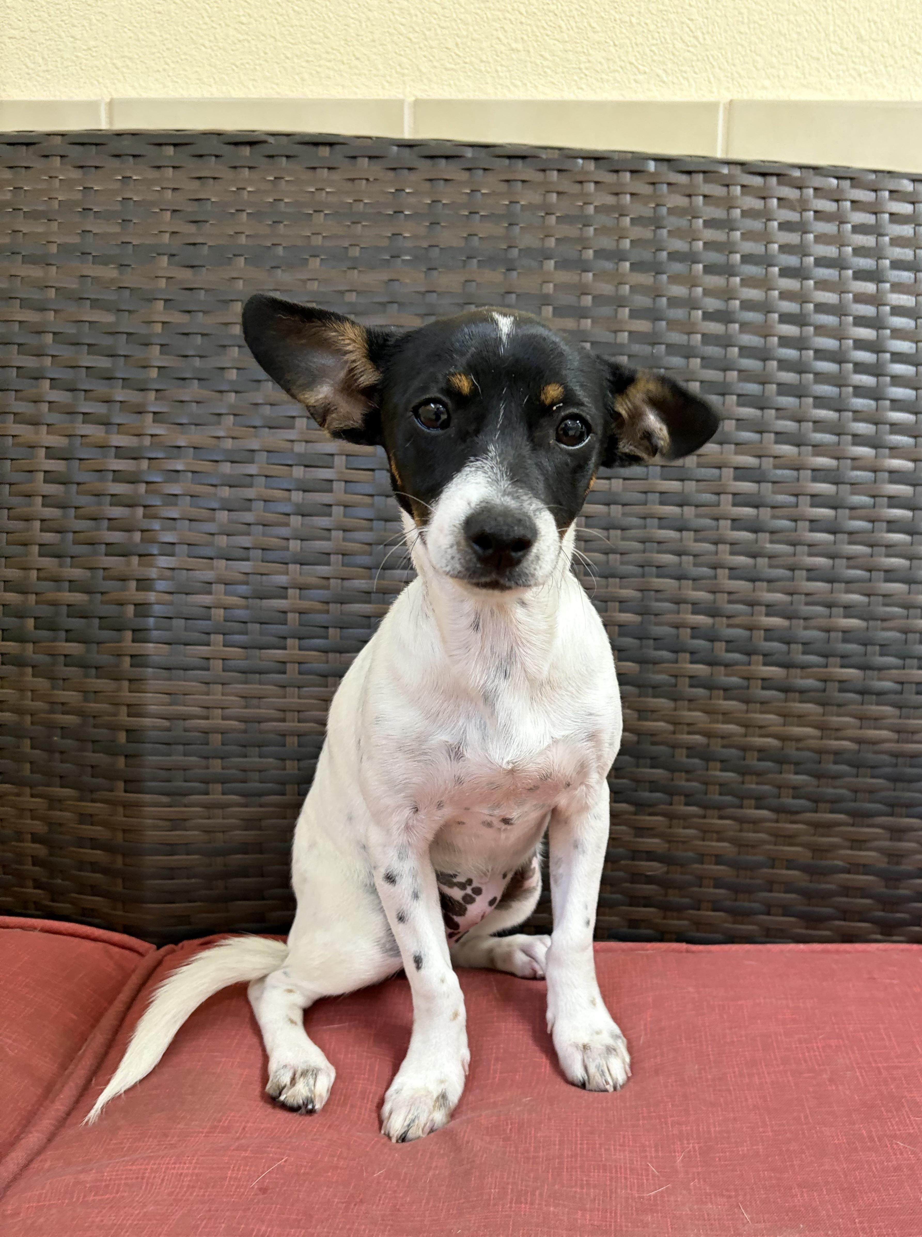 A baby small-sized female Chihuahua dog named Princess for adoption in Kerrville, TX