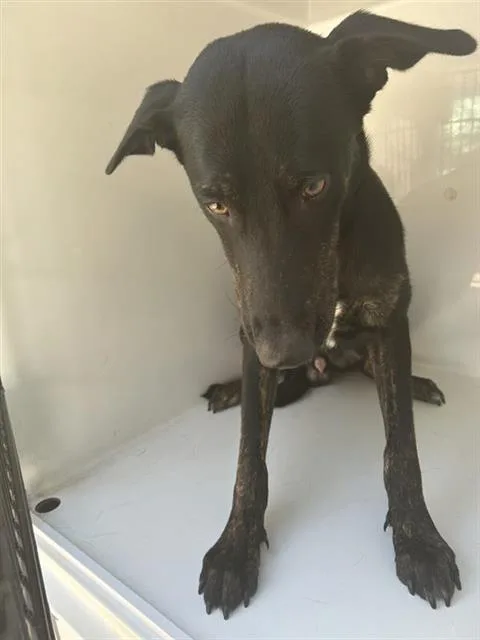 A young medium-sized male Belgian Shepherd / Malinois dog named A for adoption in Houston, TX