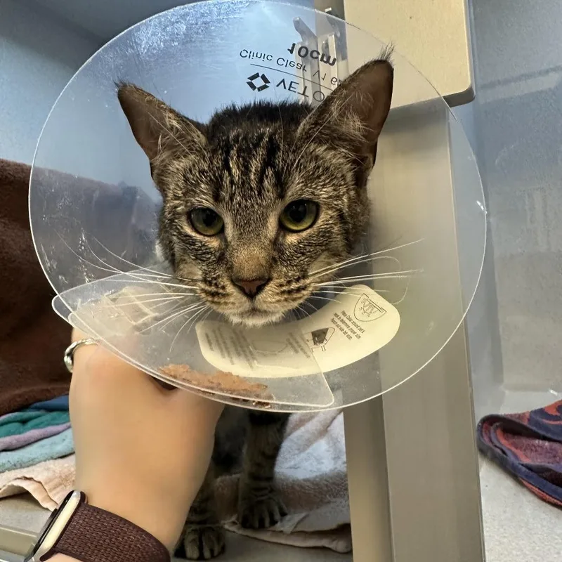 A young medium-sized female Brown / Chocolate Domestic Short Hair cat named Saleen for adoption in Pittsburgh, PA