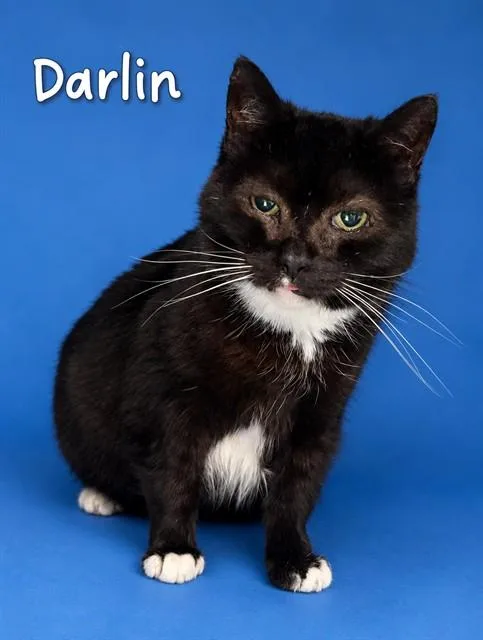 An adult medium-sized female Domestic Short Hair cat named Darlin for adoption in Westminster, MD