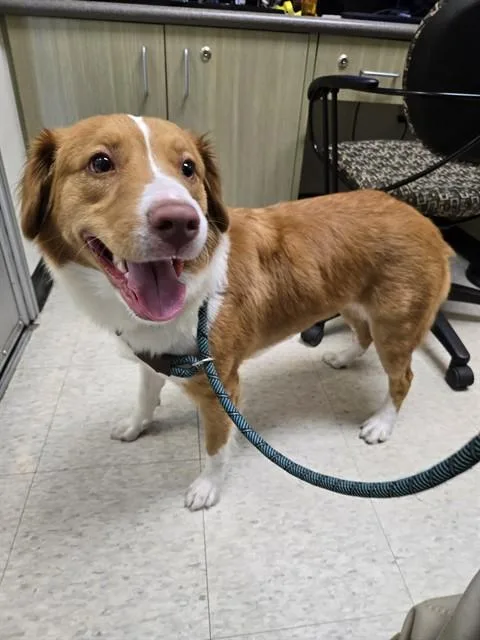 A young medium-sized female Nova Scotia Duck Tolling Retriever dog named Miss Kay A for adoption in Plano, TX