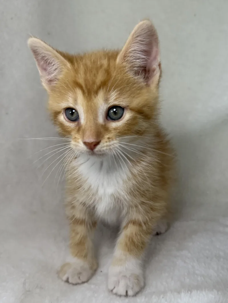 A baby medium-sized male Tabby (Orange / Red) Domestic Short Hair cat named Snickerdoodle for adoption in Greensboro, NC