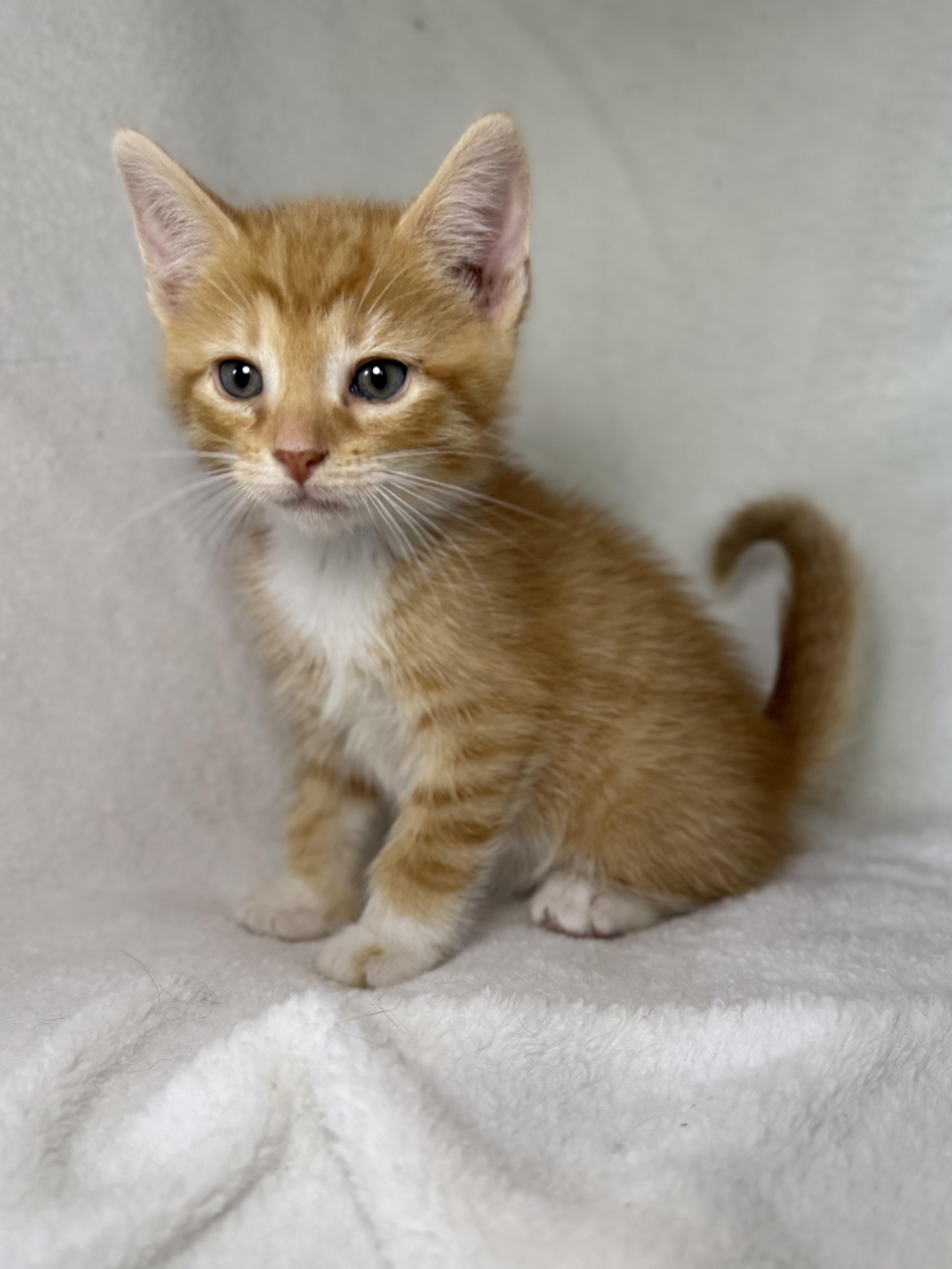 Snickerdoodle thumbnail 2