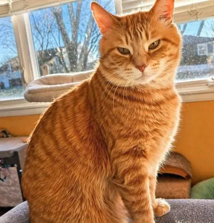 An adult medium-sized male Domestic Short Hair cat named Athens for adoption in Elk Grove Village, IL